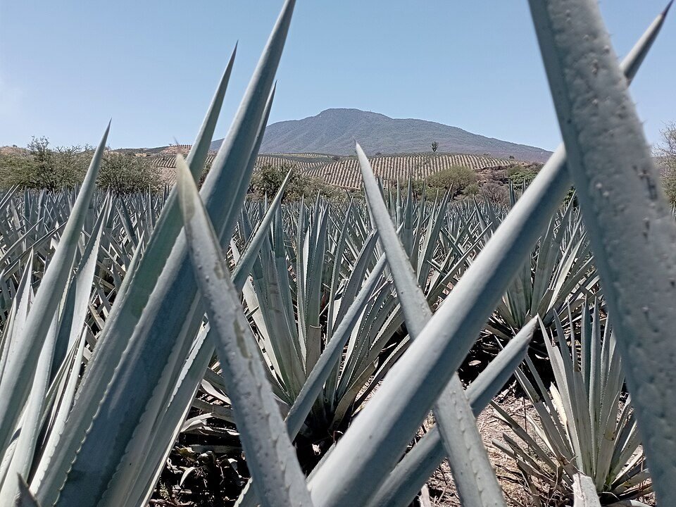 Blue agave in Jalisco. A plant often needs six to ten years in the field before it is harvested, wh…