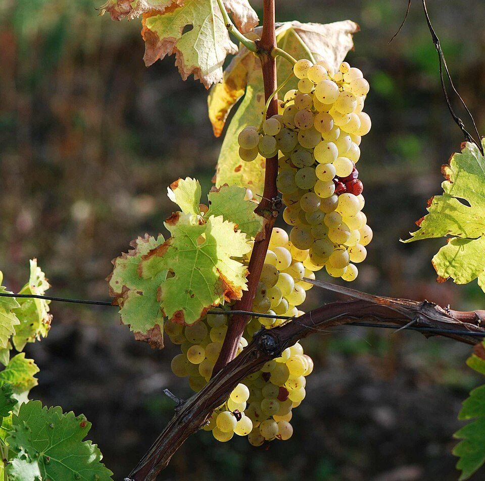 White grapes from a Cognac vineyard. Cognac is distilled twice in copper pot stills and must age in…