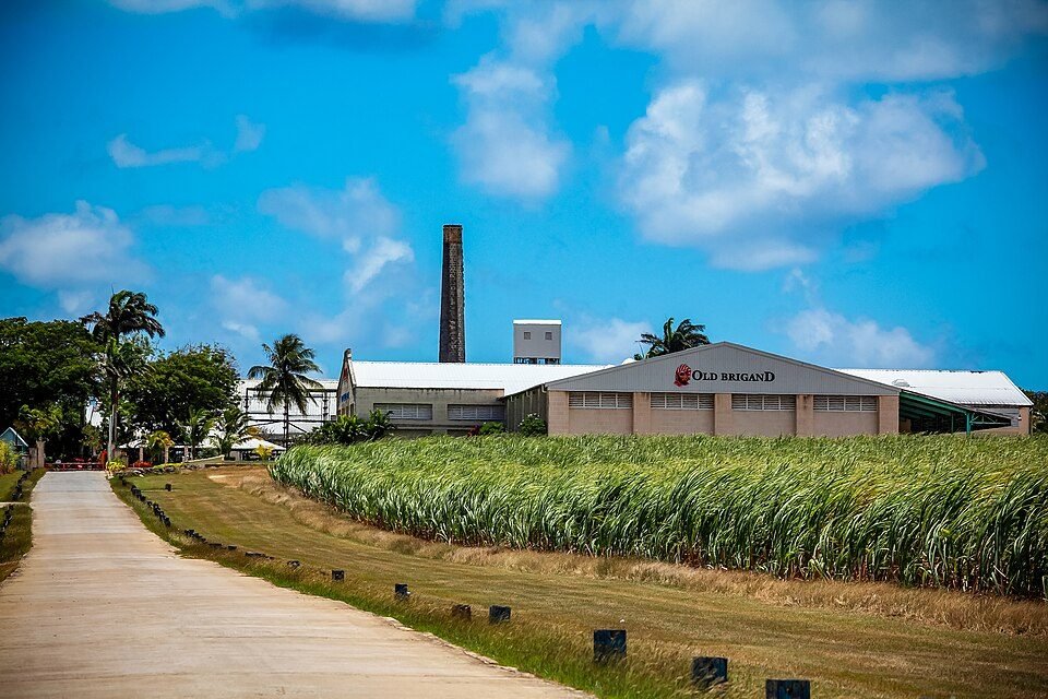 Foursquare Distillery in Barbados, with sugar cane growing beside it. Rum can be made from cane jui…