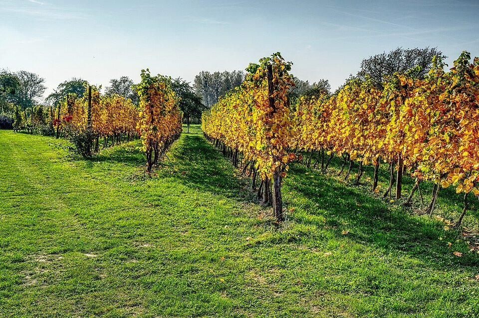 Vines in autumn colour. The date of the harvest is the winemaker's biggest decision: pick early for…